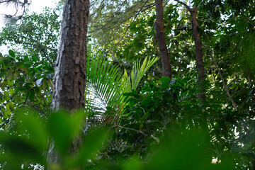 Fototapeta premium Dense Tropical Green Forest