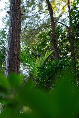 Fototapeta premium Dense Tropical Green Forest