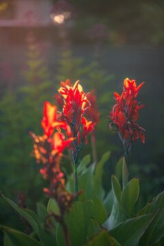 Vibrant red canna lily flowers blooming in a garden. Beautiful canna indica blossoms glowing in the warm evening sunlight. Exotic ornamental tropical plants growing on a sunny summer day.