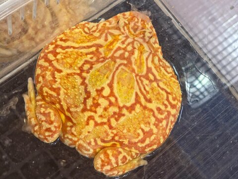 Ornate Horned Frog in a Container
