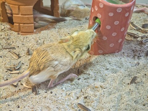 Jerboa Drinking Water from a Dispenser