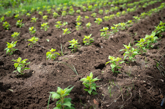 Young Green Plant Seedlings Growing in Soil Rows at Agriculture Farm Concept