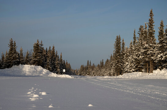 Sun shining on trees on winter day