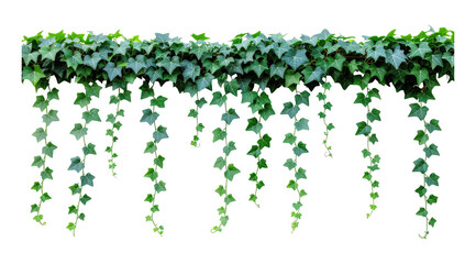Lush green ivy garland hanging down with botanical isolated decoration climbing greenery environment ornamental background textured © MSTNILUFA