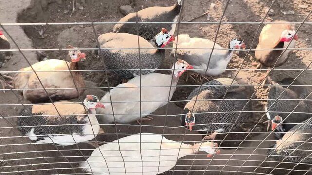 Guinea fowl gather near a feeding area inside a fenced farm pen. Poultry in rural farming, farming, poultry farming, and rural concepts.