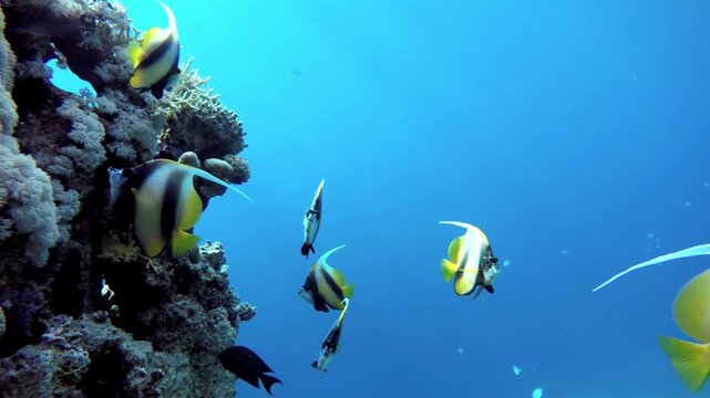 Colorful Tropical Fish Swimming Near Coral Reef Underwater Scenery