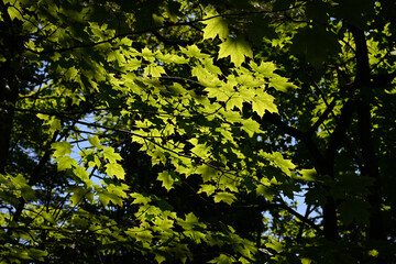 Fototapeta premium Quebec,Canada