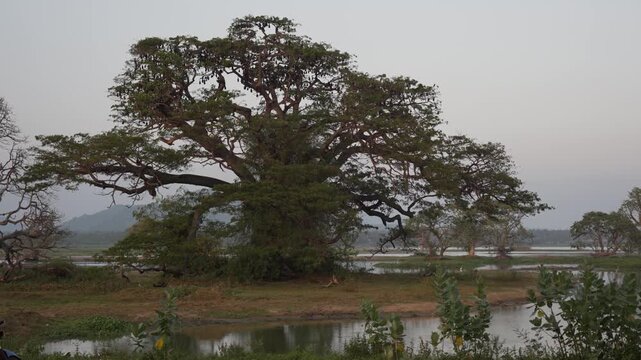 Huge rain trees on Tissa Lake in the evening, Tissamaharama, Sri Lanka