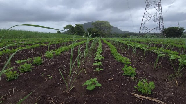 Sugarcane rows mixed with peanut and ghevda crops show polyculture intercropping. This diversified planting system optimizes available land use and significantly boosts overall yields from same field.