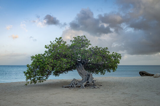 Windswept tropical beach tree beside turquoise ocean under dramatic clouds