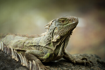 Fototapeta premium Close portrait of green iguana on rock showing scales and spines