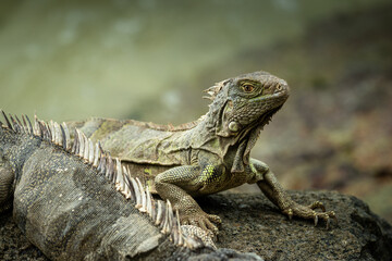 Obraz premium Green iguana resting on rock with detailed scales and soft natural background