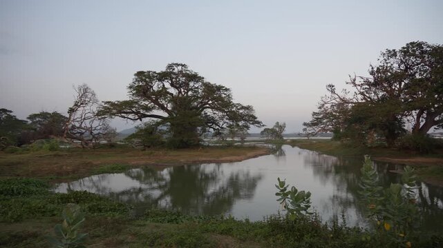 Huge rain trees on Tissa Lake in the evening, Tissamaharama, Sri Lanka