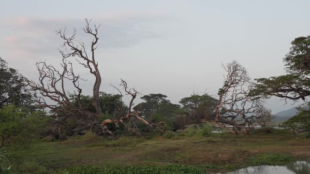 Huge rain trees on Tissa Lake in the evening, Tissamaharama, Sri Lanka