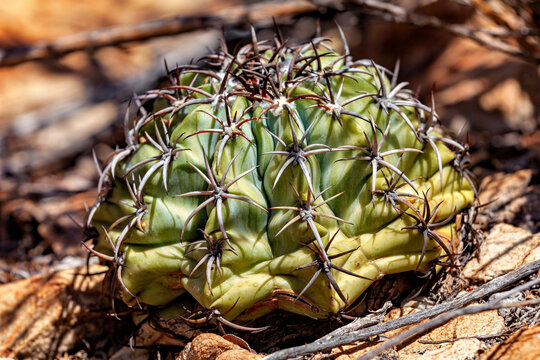 The distinctive cephalium of a melon cactus in the Caatinga, Brazil (Melocactus)
