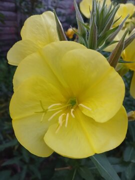 Evening primrose yellow flower