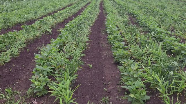 An irrigated field shows mid-stage intercropping on cultivated land. Rows of ginger plants & green bean crops grow side by side, utilizing drip irrigation systems within structured agricultural rows.