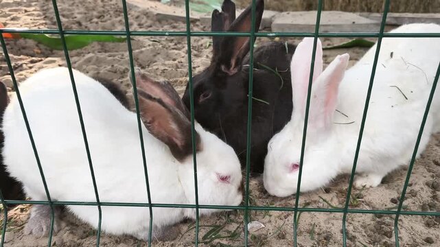 Rabbit looking through a wire fence while waiting to be fed at a petting zoo. Curious domestic farm animals, agriculture, livestock breeding and family recreation concept.