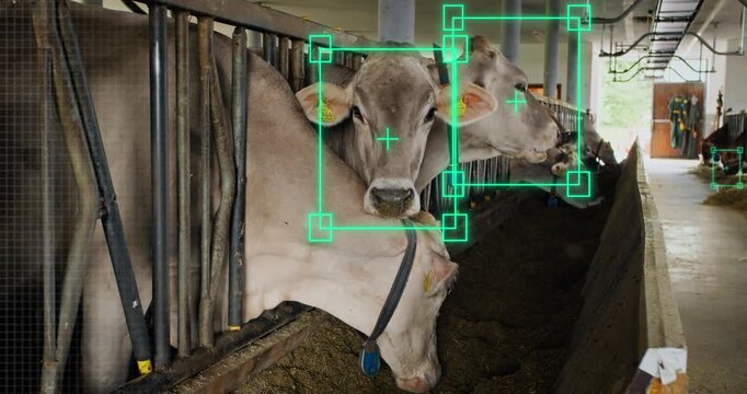 Cows in barn with AI monitoring interface, smart livestock farming. Automated animal tracking, and digital herd management on modern dairy farm