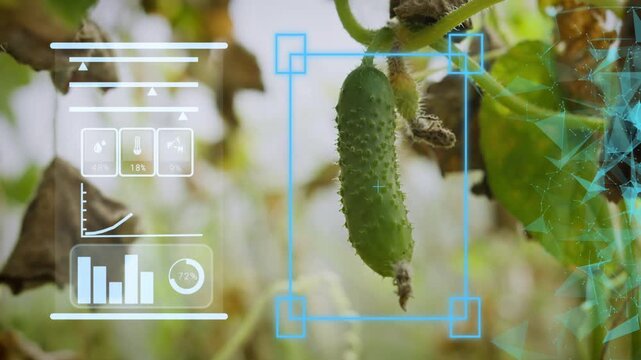 Smart farm cucumber plant with AI monitoring crop metrics and environmental data. Digital AI agriculture and smart greenhouse management