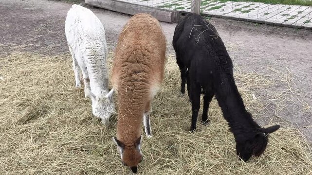 Alpacas eating fresh grass together inside a farm enclosure on a sunny day. Friendly domestic animals in a petting zoo, agriculture, livestock breeding and rural tourism concept.