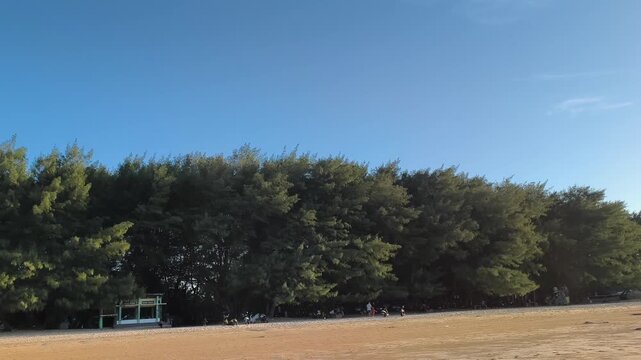 Evergreen Pine Trees Lining Sandy Tropical Beach in Bright Daylight under Clear Blue Sky