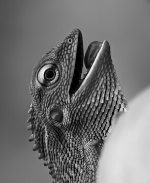 Close-up portrait of a Maned Forest Lizard (Bronchocela jubata) in black and white