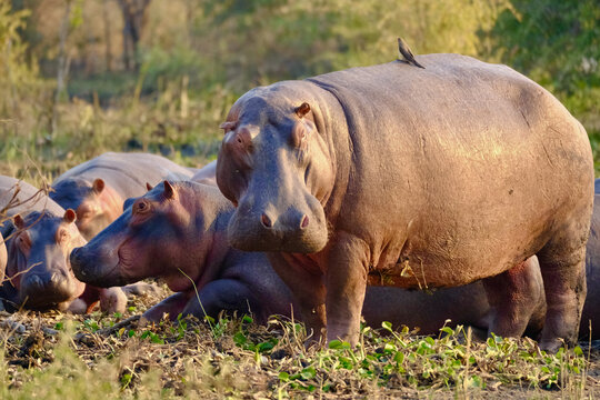 Hippopotamus (Hippopotamus amphibius) in a pod during golden evening light in Liwonde, Malawi