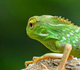 Fototapeta premium Bronchocela jubata dragon lizard camouflaged on a leafy branch in natural habitat