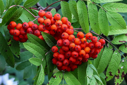Vibrant cluster of ripe rowan berries surrounded by lush green leaves