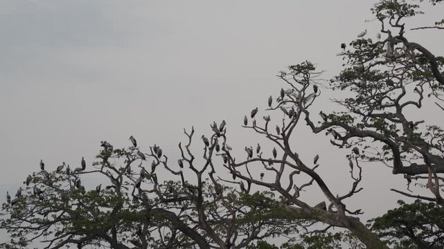 A large colony of flying foxes on a huge rain tree against the dark evening sky