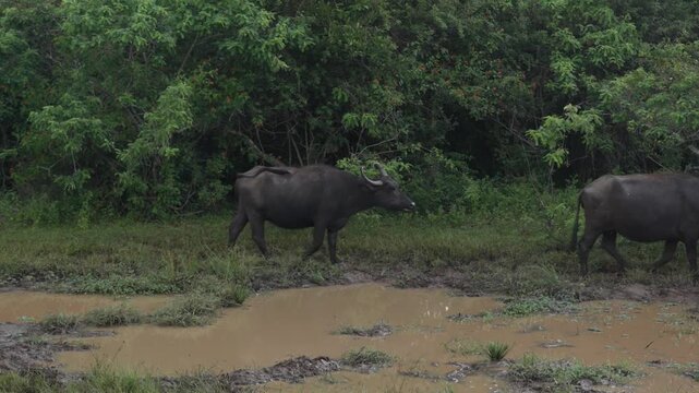 The water buffalo (Bubalus bubalis), also called domestic water buffalo, Asian water buffalo, and Asiatic water buffalo in the Yala National Park in the morning