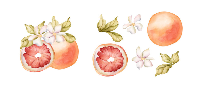 Grapefruit summer citrus fruits. Watercolor hand drawn floral food illustration isolated on white background for home kitchen textile fresh fabric print card cosmetic package porcelain crockery label