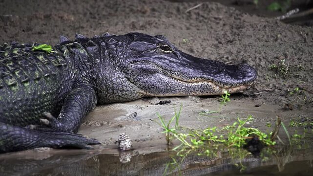 Closeup of a large American alligator resting on a muddy bank. The powerful predator lies still, partially submerged in the murky water