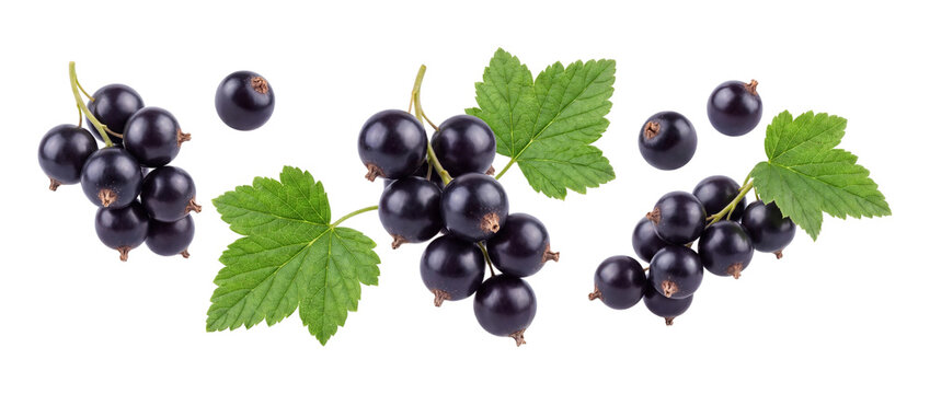 Blackcurrant berries with green leaves isolated on transparent background