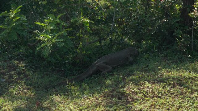 A large monitor lizard sneaks in the bushes in Sri Lanka