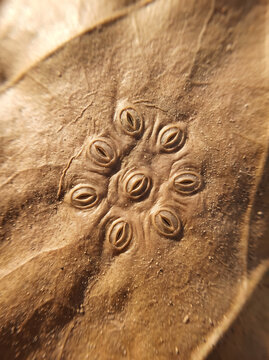 Microscopic View of Plant Stomata on Dry Leaf