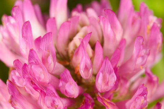 Close-up of a red clover flower (Trifolium pratense)