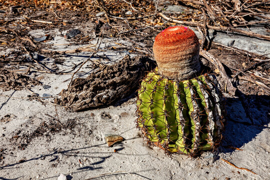 The distinctive cephalium of a melon cactus in the Caatinga, Brazil (Melocactus)
