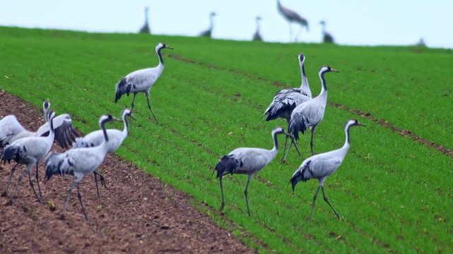 Common Cranes Flying Over Farmland at Winter Sunrise | 4K Wildlife Footage