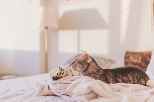 Cat lounging peacefully in warm morning sunlight on a cozy bed