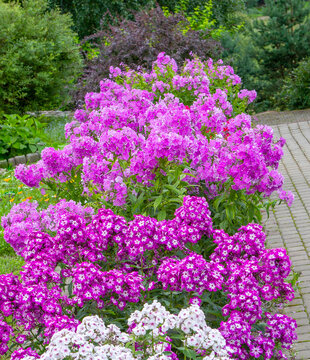 Multicolored panicled phlox flowers in the garden.