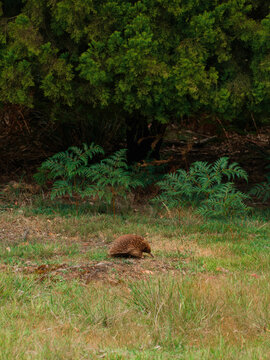 Echidna on a grassy field 