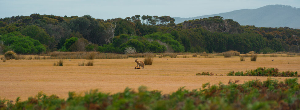 Kangaroo on the grassy plain in Australia 