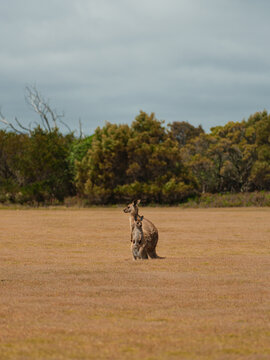 Kangaroo on the grassy plain in Australia 