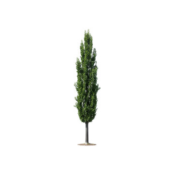 Tall Lombardy Poplar Tree Columnar Canopy isolated on transparent background