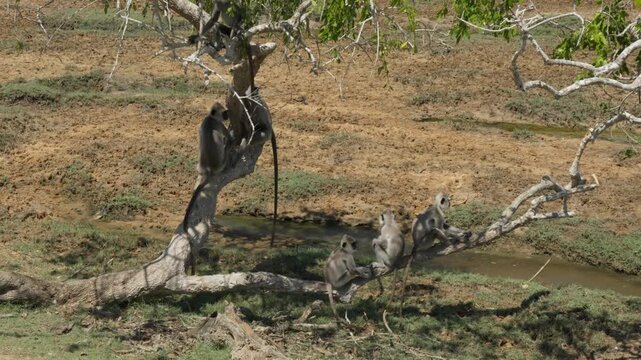 The capped langur (Trachypithecus pileatus) on tree in Sri Lanka National Park