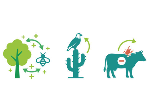 Biological interaction symbols showing symbiosis and parasitism with symbiosis parasitism interaction ecosystem parasite education biological relationship environment wildlife learning