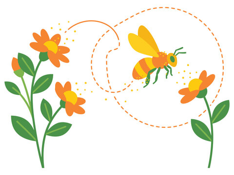 Pollination process vector illustration showing honey bee visiting flowers with bee habitat nature study insect life pollination honeybee environment wildlife blooming illustration colorful