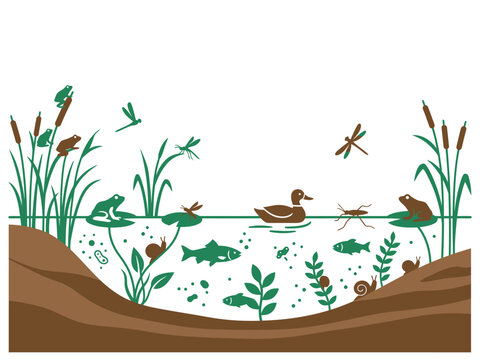 Wetland habitat ecosystem cross section illustration with diverse flora and fauna ecosystem cattails environment illustration wildlife landscape resources